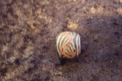 dscf0894