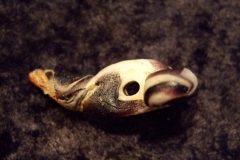 dscf0900