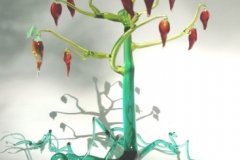 pepper-tree